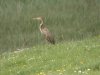 Purple Heron at Wat Tyler Country Park (Steve Arlow) (65157 bytes)